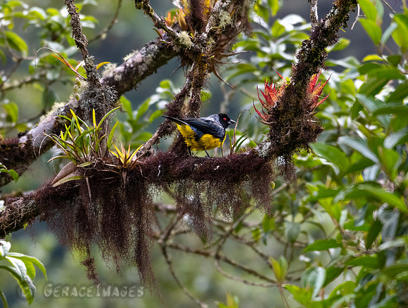 Hooded Mountain Tanager