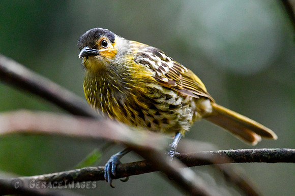Macleay's Honeyeater