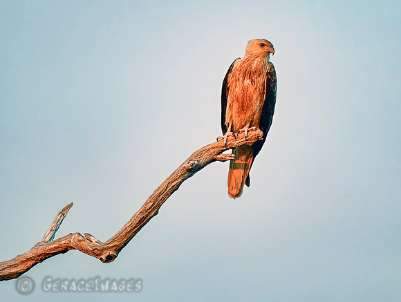 Whistling Kite