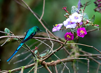 Long-Tailed Sylph in a Flor de Mayo Tree