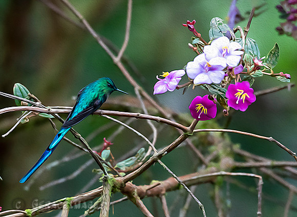 Long-Tailed Sylph in a Flor de Mayo Tree