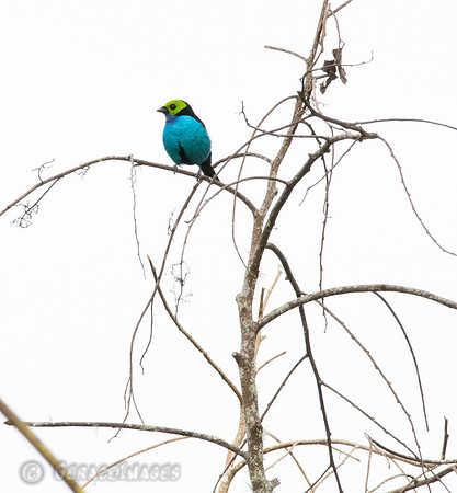 Paradise Tanager