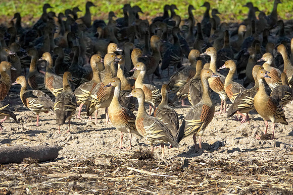 Plumed whisting duck