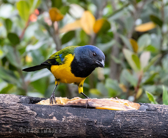 Blue-Capped Tanager