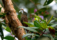 Montane Woodcreeper With Insect