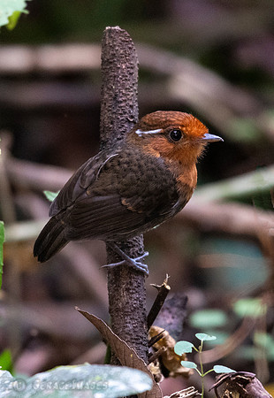 Chestnut-Crowned Gnateater