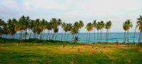 PalmPlayingField-Panoramic