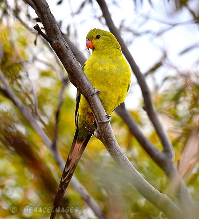 Regent Parrot