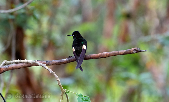 Buff-Winged Starfrontlet