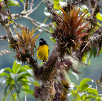 Hooded Mountain Tanager