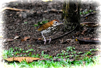 Wood Thrush