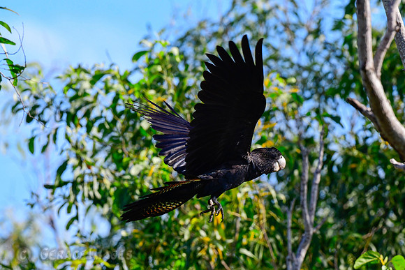 Female Red-tailed Black Cockatoo
