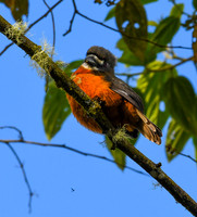 White-Faced Nunbird
