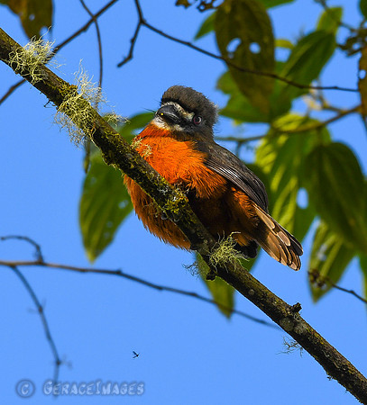 White-Faced Nunbird