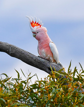 Pink Cockatoo