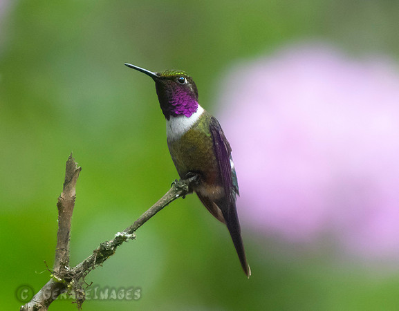 Purple Throated Woodstar