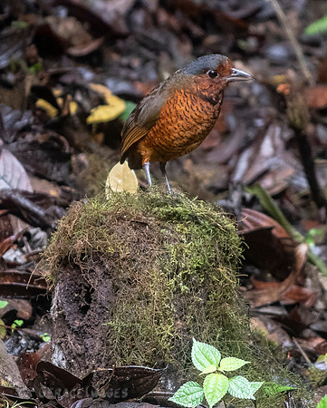 Giant Antpitta