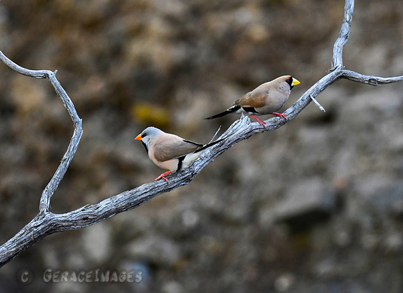 Long-tailed and Masked Finch