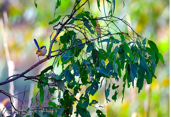 Male Purple Fairywren