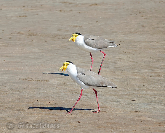 Masked Lapwing