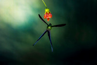 Long-Tailed Sylph
