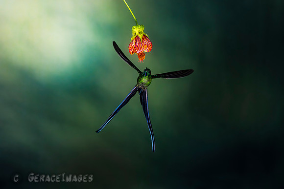 Long-Tailed Sylph
