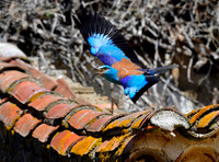 European Roller
