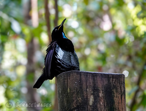 Riflebird- Male