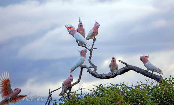 Pink cockatoo