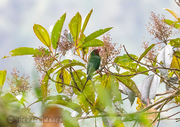 Grass- Green Tanager