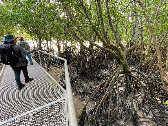 One of the many different birding environments that we came across during our trip. Mangroves.
