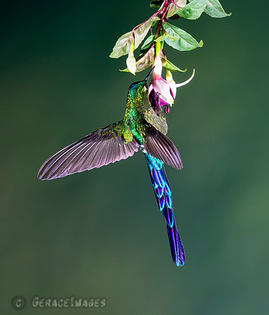 Violet-Tailed Sylph