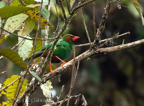 Grass-Green Tanager