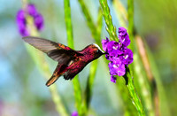 Snowcap Hummingbird