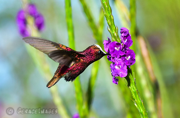 Snowcap Hummingbird