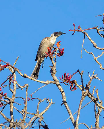 Noisy friarbird