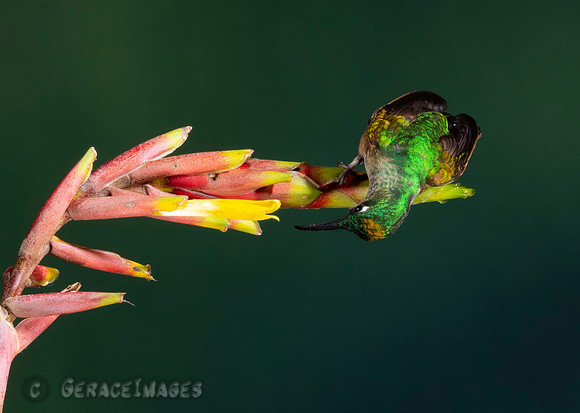 Fawn-Breasted