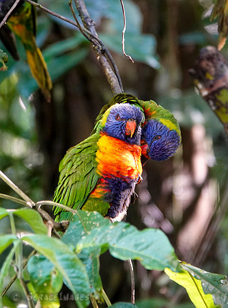 Rainbow lorikeet
