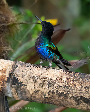 Velvet-Purple Coronet
