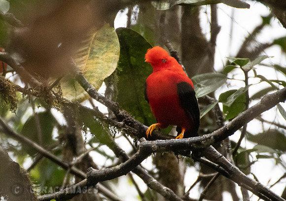 Western Andean Cock of the Rock