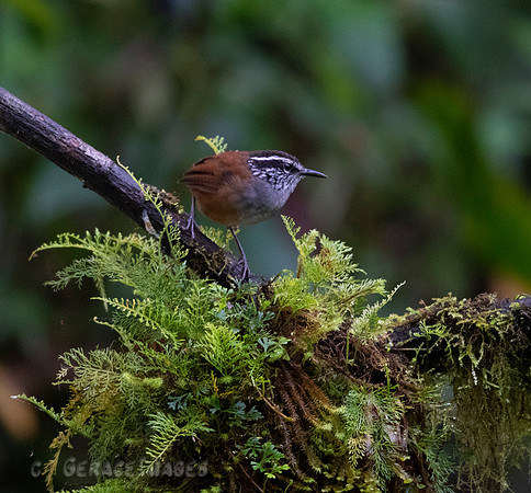 Grey-Breasted Wood Wren