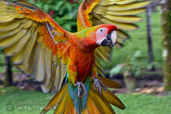 Spreading His Wings, Sunday Best, Fabulous, Showy,