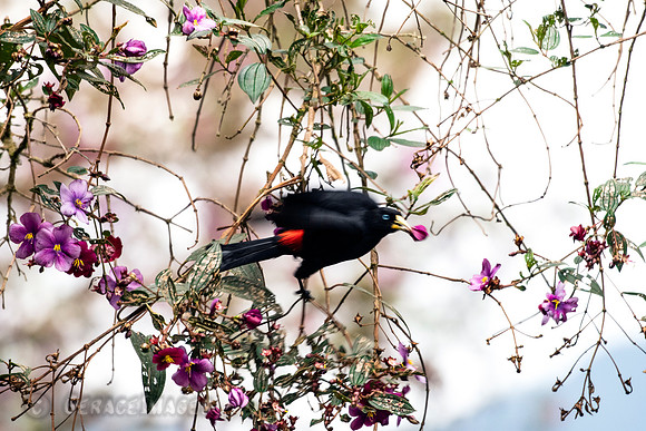 Red-Rumped Cacique