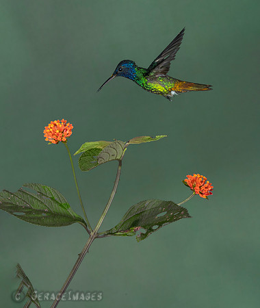 Golden-Tailed Saphire