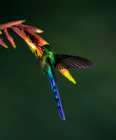 Violet-Tailed Sylph