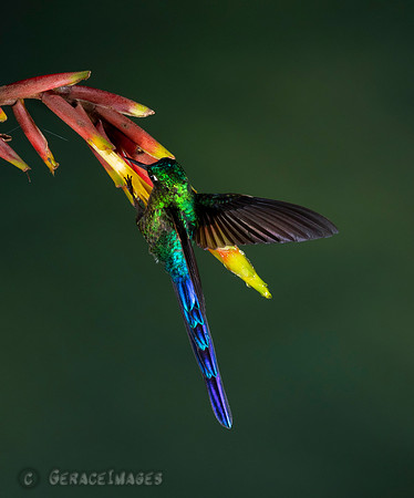 Violet-Tailed Sylph