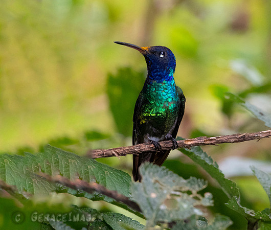 Golden-Tailed Saphire