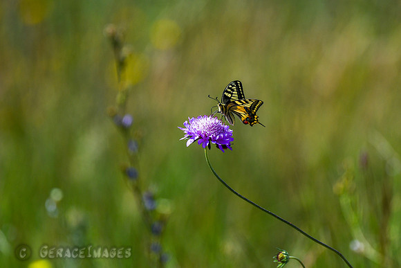 Old World Swallowtail