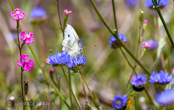 Large White Butterfly