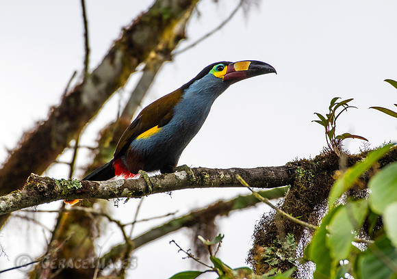 Plate-Billed Mountain Toucan